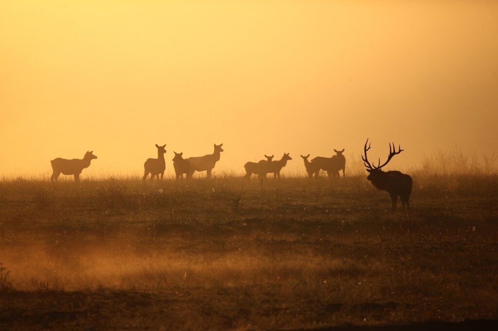 elk, wildlife, bull-7587415.jpg